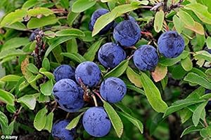 WHIN HILL NURSERIES 10x Blackthorn, Sloe berry plants. Prunus spinosa. Edible fruiting native hedging whips, trees, bush