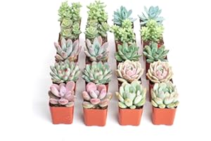 TODOCACTUS Pack de 20 Crasas y Suculentas Mix 5cm Plantas Naturales