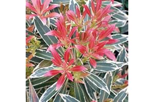 GARDENERSDREAM 1 X Pianta resistente da giardino sempreverde in vaso P9, Pieris 'Flaming Silver'.