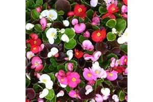 BROOKSIDE NURSERY FRESH Begonia Organdy Mixed | Tray of 40 Plug Plants