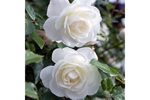 BLUE MAGIC DESIGN 1 White Bush Rose Bare Rooted Plant, 30-40cm Tall Fragrant Shurb, Trellises Outdoor Landscape Aroma Flowers Archway Garden Fences Pergola