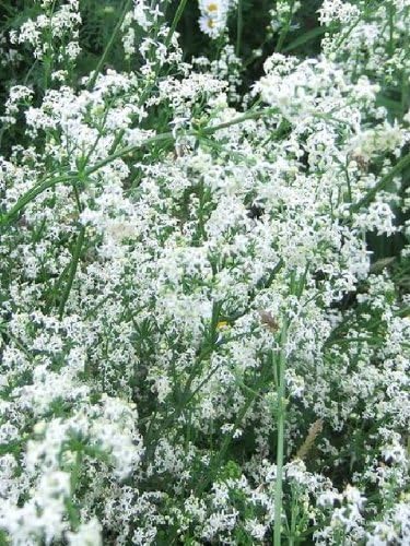 Bedstraw, Hedge (Galium mollugo) Seeds - 0.1 kg