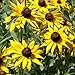 Produktbild C) 1 LB: Outsidepride Rudbeca Black-eyed Susan Seeds by Farmerly