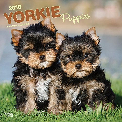 Download Yorkshire Terrier Puppies 2018 Wall Calendar