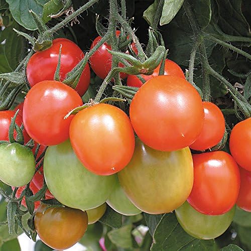 Tomato Bush plants 'Tumbler' - 6 X MINI plugs