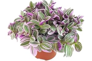 CAMBRIDGE BEE Pink Tradescantia Sweetness - Striking Variegated Houseplant - Indoor Purple Inch Plant - Ideal Trailing Gift Plant - Wandering Jew Plant - in 11cm Pot