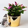 Christmas Cactus | Schlumberger | Houseplant | 13cm Pot (Pink)