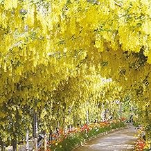 Suchergebnis auf Amazon.de für: Pergola Holz Weiss