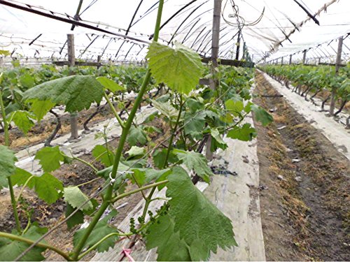 2er Bindedraht mit Dem Eingebauten Cutter, Verwendet Als Kabelbindern / Recyclables, Multi-Use für Die Sicherung Von Pflanzen Oder Elektrogeräten Bei Schlechtem Wetter / Nützliche Artikel in Ihrem Werkzeug Tasche und Hause (100M / 328 Feet Pro Roll) - 8