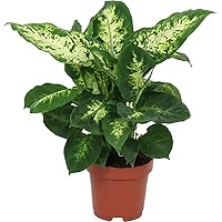 DECOALIVE Dieffenbachia Variedad Compacta Exótica Planta de Interior Natural