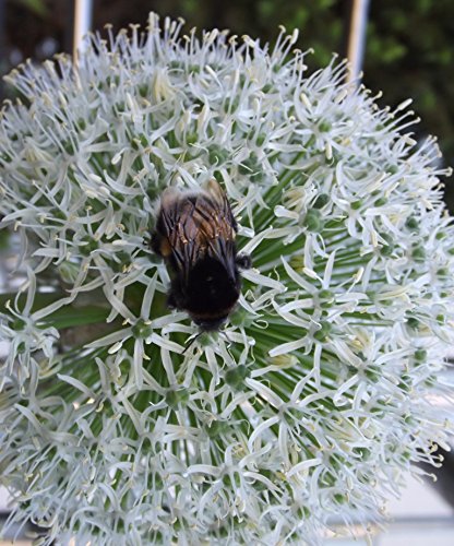 AUSVERKAUF : Allium " White Giant "