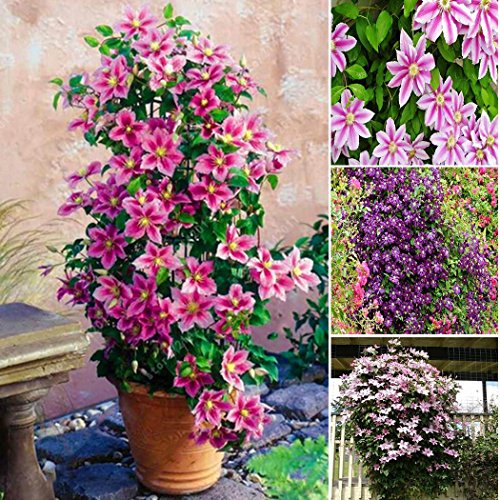 Kisshes Seedhouse - 50pcs graines de Clématite fleur grimpante plante grimpante exterieur résistant au froid