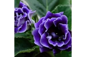 PERZOE 100 piezas de semillas africanas de Saintpaulia Ionantha, hermosa planta de jardín de flores Violeta