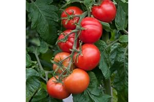 Tomato 'Shirley'. Plug Plant x 5. Medium Size, red Tomatoes. Early fruiter with high yields. Ideal for containers and Patio pots. Available from Bedwen Plants