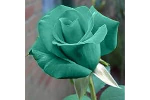 Saterkali Semi di rosa, 100 Pz/borsa Semi di rosa Dolce Facile da piantare Pianta perenne verde Semi di fiori di rosa bonsai per giardino Semi di rosa blu