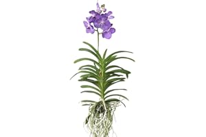 Plant in a Box - Vanda Magic XXL - Bleu roi - Hauteur 90cm