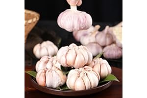 BRKENT Pflanzknoblauch Winterhart GemüSepflanzen KräUtergarten WintergemüSe Knoblauch Pflanzen Balkonpflanzen GemüSe Knoblauch Frisch Nachhaltige Geschenke Gartenpflanzen 4 Elefanten Knoblauch Zwiebeln