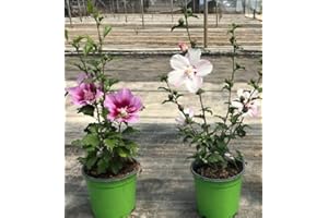 PIANTEWEB Pianta Ibisco Siriaco