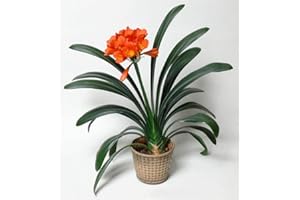 PERFECT PLANTS Clivia miniata Orange houseplant in a 13cm Pot.