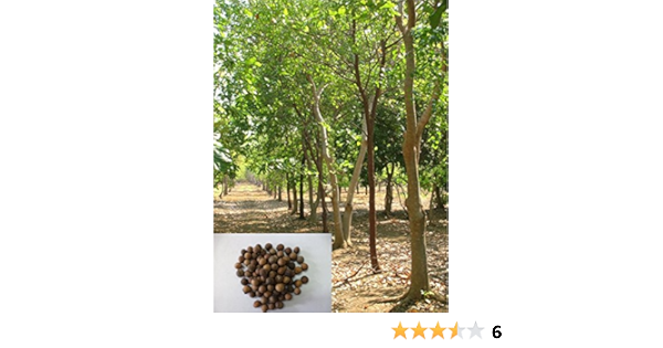 Mallkerala Precious Indian Sandalwood Santalum Album Chandan Tree 25 Seeds Amazon In Garden Outdoors