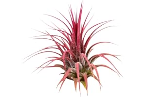 Mixed Air Plant Pack - Party In My Plants - Assorted Live Airplants Easy Care (1)
