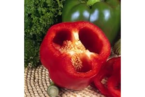 PRETTY WILD SEEDS Vegetable Seeds 60+ Varieties Carrot Pumpkin Cabbage Pea Tomato SWEETCORN Bean Turnip Swde Brussel Onion Cauliflower Fennel Beetroot Herbs (Sweet Pepper Californian Wonder Approx. 20 Seeds)