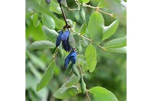 THOMPSON & MORGAN Honeyberry Plant, Honeysuckle Climber Shrub with Sweet Blue Honeyberries and White Blooms, Perfect for Cottage and Kitchen Gardens, 1 x Lonicera Honeyberry Plant in a 9cm Pot by Thompson and Morgan
