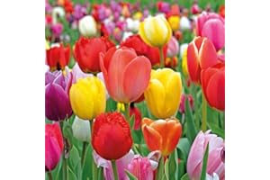 THOMPSON & MORGAN 100 Tulip Bulbs Value Majestic Mix - Garden Plant Hardy Bulb Flowering Garden Plants Easy to Grow Your Own by Thompson and Morgan