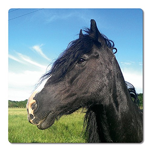 Addies Glas-Untersetzer 6-tlg.Set bedruckt Motiv „Pferde“ Komplett-Set in hochwertiger Klarsicht-Geschenkbox und Korkrückseite, Tier-Motiv - 8