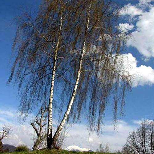 Betula pendula (Betulla Bianca) [H. 200-250 cm.]