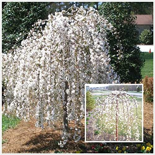 Amazon.co.uk dwarf willow tree