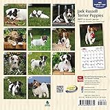 Image de Jack Russell Terrier Puppies 2017 Calendar