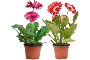 Verdecora Pack 2 Gerberas | Gerbera jamesonii | Margarita Africana | Planta natural de exterior con flor en maceta de 12cm (Altura total aproximada 30-35cm)