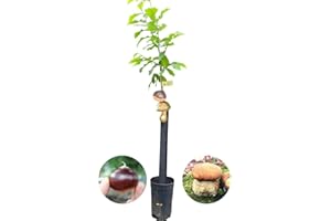 HIFAS Árbol Frutal castaño. Produce castañas grandes y setas. Altura 1-1,20m. Maceta 3,5 litros. Castaño variedad Soutovello, micorrizado productor de setas (Boletus edulis). Resistencia Tinta y Avispilla