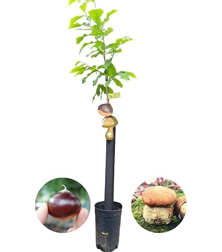 Pistachero Injertado Hembra – Árbol Frutal De Pistachos, Necesita Macho Para Polinizar (Altura 100-120 Cm)