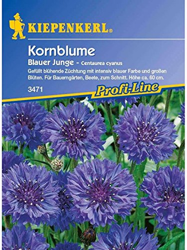 Centaurea cyanus Kornblume Blauer Junge blau gefüllt