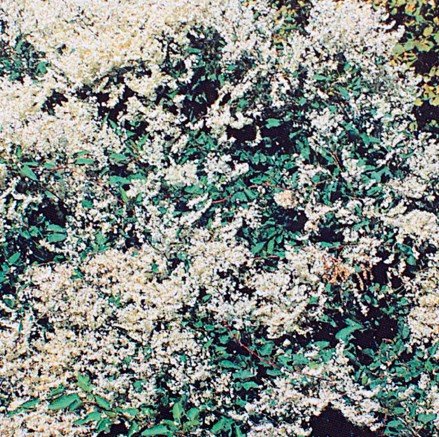 Schling-Knöterich Polygonum 2 LCo.