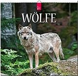 Wölfe 2015 - Original Stürtz-Kalender - Mittelformat-Kalender 33 x 31 cm by 