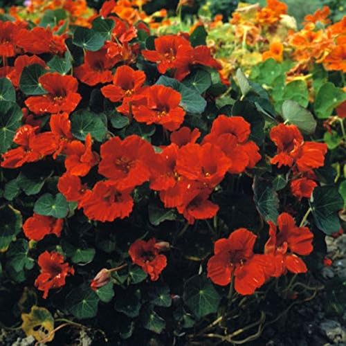 Kings Seeds - Nasturtium Princess of India - 30 Seeds