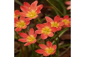Fstening 8 Pezzi Rosso Varietà Speciale Zephyranthes Bulbi Fiori Di Giglio Di Pioggia Perenne Amati Dalle Fioriere Alto Valore Ornamentale Ampia Gamma Di Usi