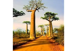 LAMPHLE 10 Pz Adansonia Digitata Baobab Albero Semi Esotico Pianta All'aperto Alta Germinazione Per Piantare Giardino