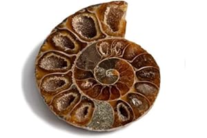 Serafino Genuine Fossil Madagascan Ammonite 150 Million Years Old! Jurassic Real Fossil Shell Madagascar Fossil Great Gift For Science Education Collection