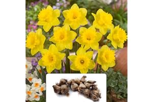 BOTANICAL BLISS 12 Tall Dutch Master Daffodil Bulbs - Spring-Blooming Trumpet Daffodils with Large Flowers - RHS Award-Winning - Perennial Garden Beauties - Perfect for UK Climate Conditions
