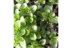 COUNTRY CLIMBERS & GARDEN FAVOURITES Orange Mint Aromatic herb Plant Bees Butterflies Ground Cover 9cm Pot
