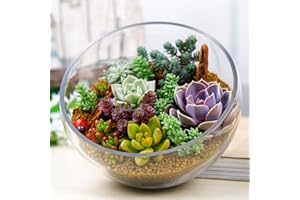 lamphle 100 Unids Planta RARA Mixta Lithops Jardín Exótico Semillas Suculentas Decoración En Maceta para Plantar Jardín