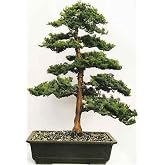 Dashing Look Hinoki &Ccedil;am Bonsai Ağacı Tohumu-10 Adet TH-2022dshnglkthm084