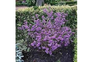 BAUMSCHULE PFLANZENVIELFALT Liebesperlenstrauch Profusion - Schönfrucht - Callicarpa bodinieri Profusion Größe 30-40 cm