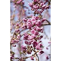 Japanische Blütenkirsche Prunus 'Kanzan' - Winterharter Zierbaum 40-60cm