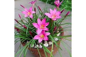 FLOWER FIELD STORY 5 Pezzi Lampadine Zephyranthes Rain Lily Onions Orchid Species Bellissimi bulbi da fiore per la decorazione della casa e del giardino