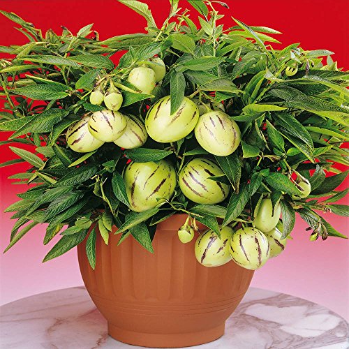 Melonenbirne Pepino - 1 pflanze